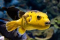 Cute yellow puffer fish swimming through the reef