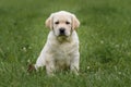 cute yellow puppy Labrador Retriever on background of green grass Royalty Free Stock Photo