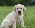cute yellow puppy Labrador Retriever on background of green grass Royalty Free Stock Photo