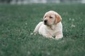 cute yellow puppy Labrador Retriever on background of green grass