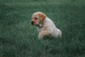 Cute yellow puppy Labrador Retriever isolated on background of green grass Royalty Free Stock Photo