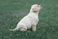 Cute yellow puppy Labrador Retriever isolated on background of green grass Royalty Free Stock Photo