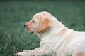 Cute yellow puppy Labrador Retriever isolated on background of green grass Royalty Free Stock Photo