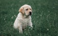 Cute yellow puppy Labrador Retriever isolated on background of green grass Royalty Free Stock Photo