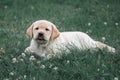Cute yellow puppy Labrador Retriever lies on background of green grass Royalty Free Stock Photo