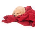 Cute yellow puppy sleeping with red blanket Royalty Free Stock Photo