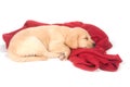 Cute yellow puppy sleeping with red blanket Royalty Free Stock Photo