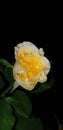 Cute yellow rose is in the darknight. Royalty Free Stock Photo