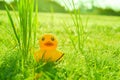 Cute yellow rubber duck on field of grass