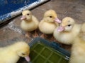 cute yellow stuck-up kids group drinking and walking