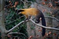 Cute yellow-throated marten & x28;Martes flavigula& x29; on the tree Royalty Free Stock Photo