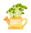 Cute yellow watering can with seedlings. Seasonal radish crops. Royalty Free Stock Photo