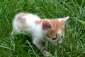 cute yellow white color kitten stray cat with red tie