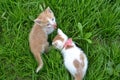 cute yellow white color kitten stray cat with red tie