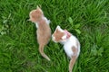 cute yellow white color kitten stray cat with red tie