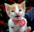 cute yellow white color kitten stray cat with red tie