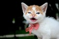 cute yellow white color kitten stray cat with red tie