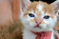 cute yellow white color kitten stray cat with red tie