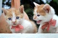 cute yellow white color kitten stray cat with red tie