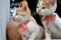 cute yellow white color kitten stray cat with red tie