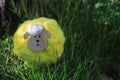 Yellow woolen sheep sitting in grass