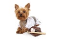 Cute Yorkie Dog In Baseball Uniform Royalty Free Stock Photo