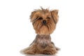 Cute yorkie dog laying down on the floor and looking up Royalty Free Stock Photo