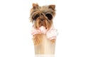 Cute yorkie dog sitting in a bucket, sticking his tongue Royalty Free Stock Photo