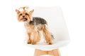 Cute yorkie dog standing on chair