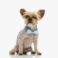 cute yorkie dog with sunglasses and bowtie looking away and sitting