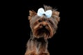 cute yorkie dog wearing bow and looking forward while standing