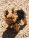 Cute yorkie with flying hair