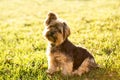 Cute yorkie Royalty Free Stock Photo