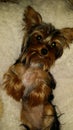 Cute Yorkie