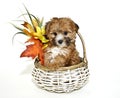 Cute Yorkie-Poo Puppy Royalty Free Stock Photo