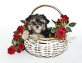 Cute Yorkie Poo Puppy