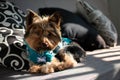 Cute Yorkie Posing on a Couch with sunlight Royalty Free Stock Photo