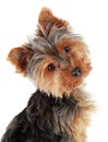 Cute Yorkie puppy Royalty Free Stock Photo