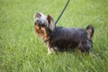 Cute yorkie puppy in the grass Royalty Free Stock Photo