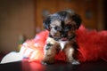 Cute Yorkie Shih Tzu Puppy with Red Boa Royalty Free Stock Photo