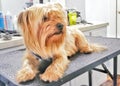 Cute yorkie terrier on grooming table