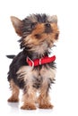 Cute yorkie toy standing