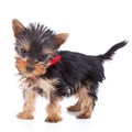 Cute yorkie toy standing Royalty Free Stock Photo