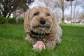 Cute Yorkipoo with bone in grass