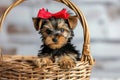 Cute Yorkshire puppy with red bow in basket, rustic brick wall on background