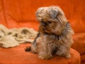 Cute Yorkshire terier sitting on sofa