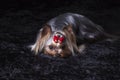 Cute Yorkshire Terrier on Black Blanket