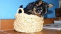 Cute Yorkshire Terrier