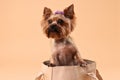 Cute Yorkshire Terrier dog in bag on beige background Royalty Free Stock Photo