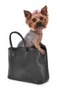 Cute Yorkshire Terrier dog in bag isolated on white Royalty Free Stock Photo